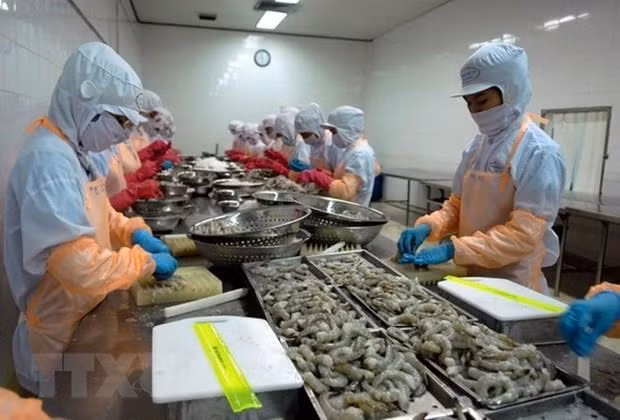 Exención de aranceles antidumping de camarón vietnamita impulsará sus exportaciones a EE.UU. ảnh 1 Exención de aranceles antidumping de camarón vietnamita impulsará sus exportaciones a EE.UU. ảnh 1