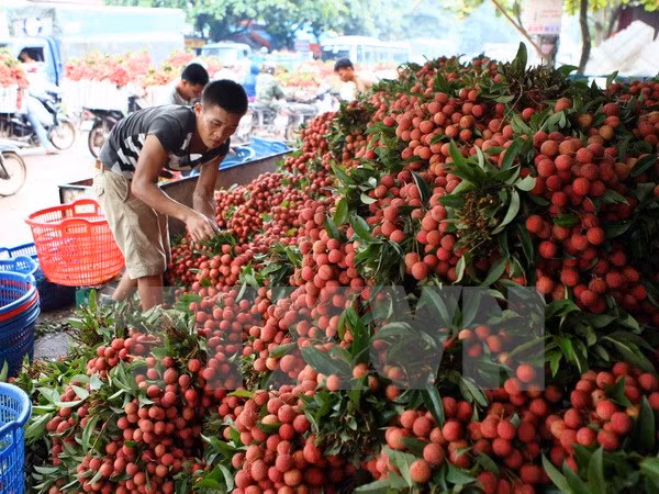 Provincias de Vietnam y China buscan facilitar la exportación de lichi ảnh 1 Provincias de Vietnam y China buscan facilitar la exportación de lichi ảnh 1