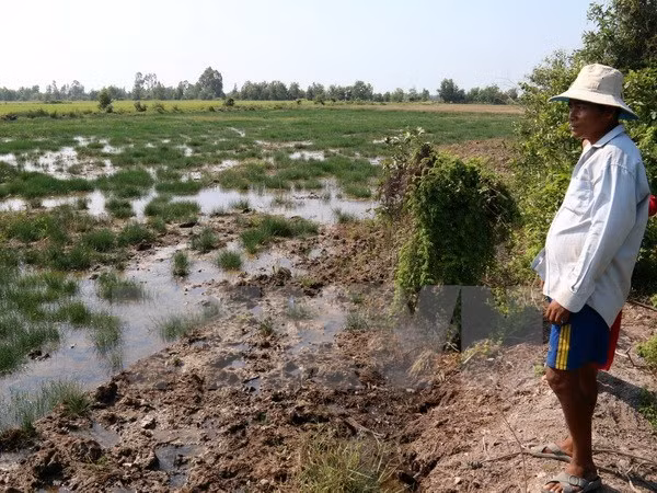 Provincia de Vietnam construye compuertas para luchar contra penetración salina ảnh 1