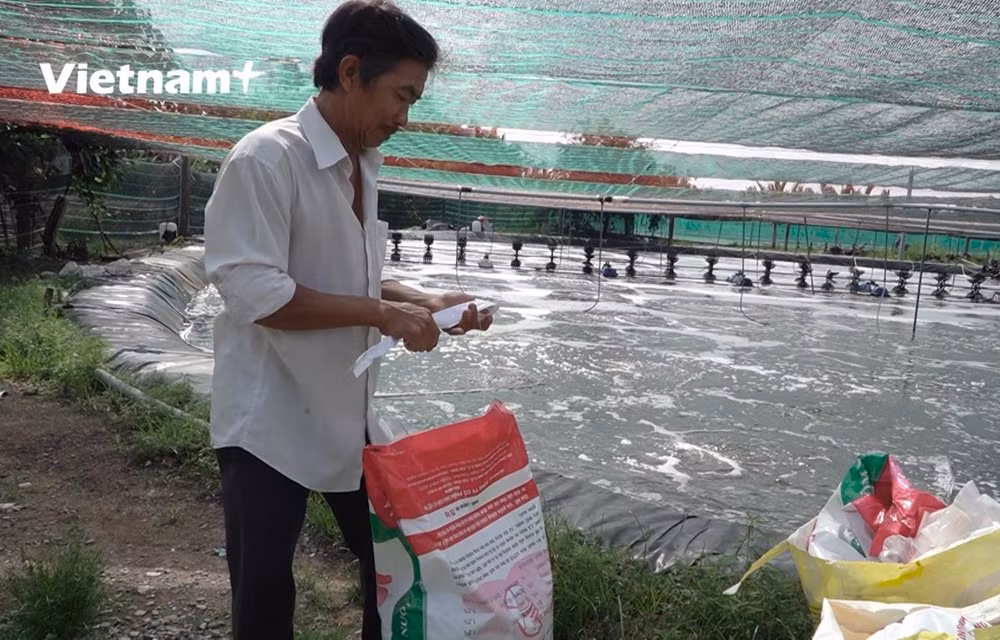 Beneficioso cultivo de camarones en jaulas flotantes en provincia vietnamita ảnh 1