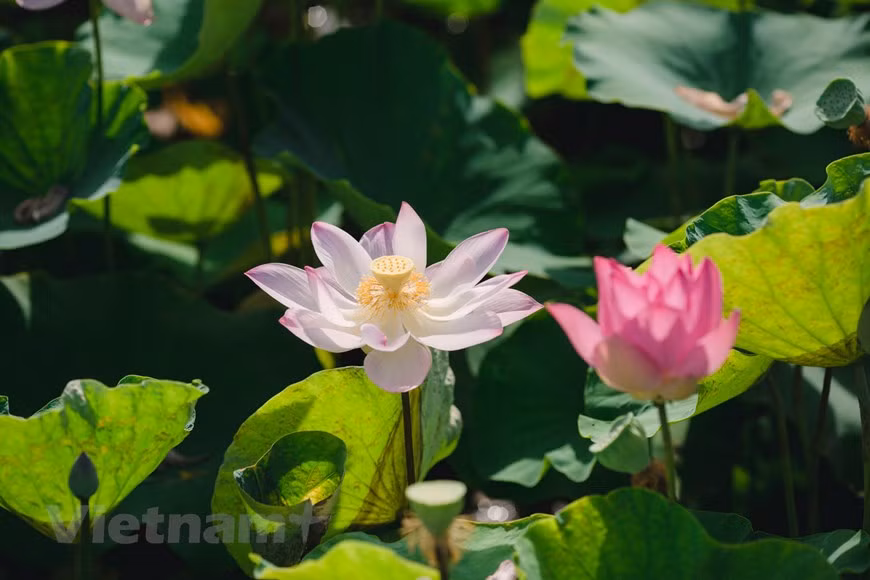 Celebrarán exposición para resaltar presencia del loto en la cultura vietnamita ảnh 1