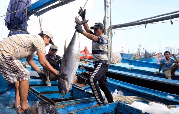 Producción de atún de Indonesia representa el 15 por ciento de cuota mundial ảnh 1 Producción de atún de Indonesia representa el 15 por ciento de cuota mundial ảnh 1