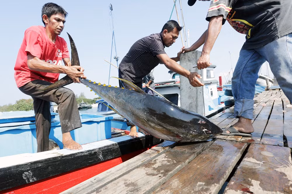 Indonesia ocupa 15 por ciento de producción mundial de atún ảnh 1