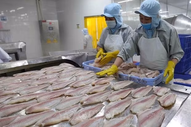 Aumentan exportaciones de pescado tra de Vietnam ảnh 1