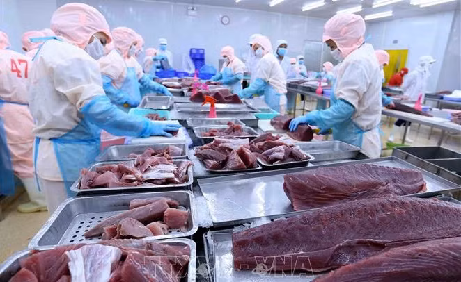 Tratados de libre comercio brindan oportunidades para exportación de atún vietnamita ảnh 1