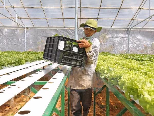 Vingroup invierte en agricultura con alta tecnología en Quang Ninh ảnh 1