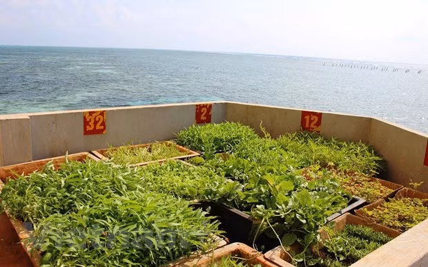 Vitalidad en el archipiélago vietnamita de Spratly ảnh 2