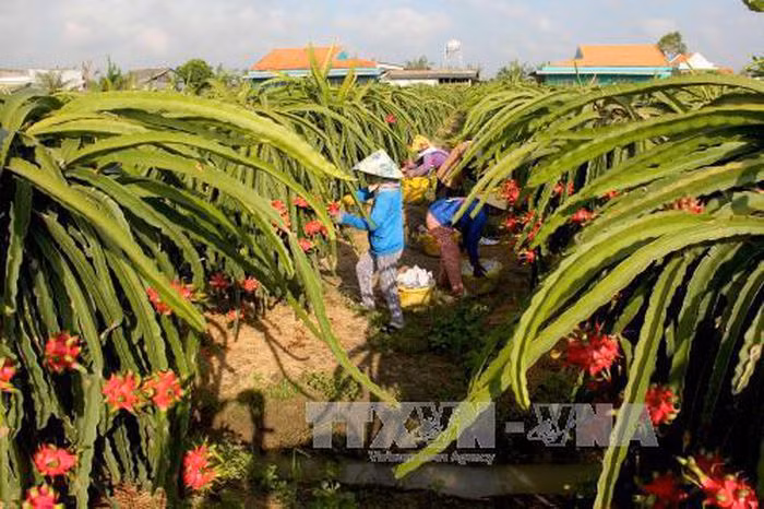 Proyectos agrícolas contribuyen al desarrollo de áreas montañosas en Vietnam ảnh 2 Proyectos agrícolas contribuyen al desarrollo de áreas montañosas en Vietnam ảnh 2