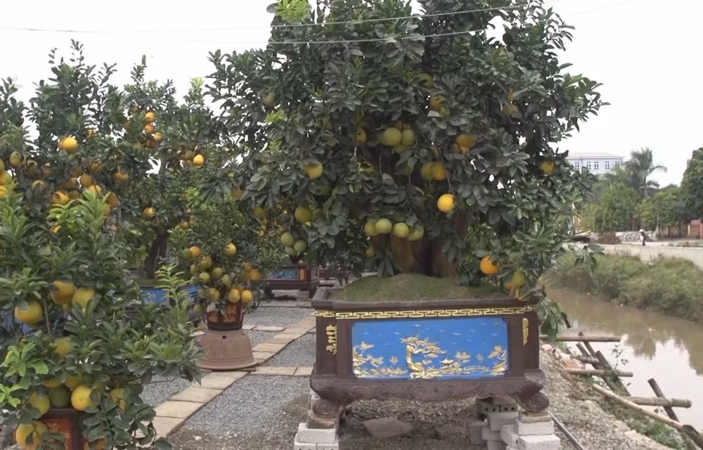 Cultivo de plantas ornamentales para Año Nuevo Lunar, un negocio rentable ảnh 1