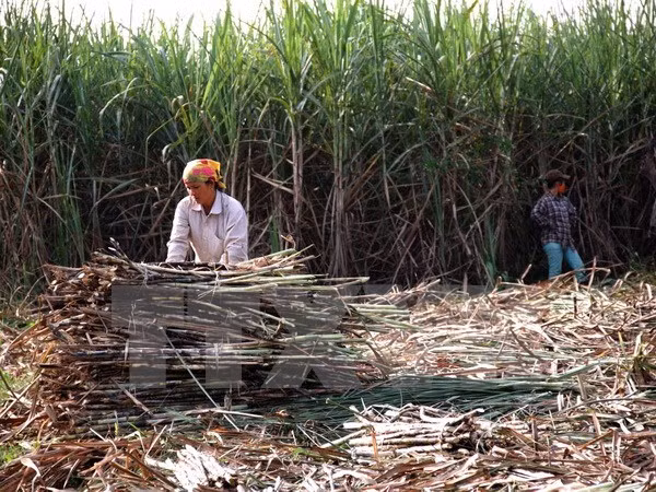 Vietnam busca mejorar competitividad del sector azucarero ảnh 1