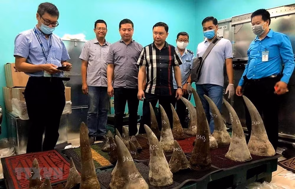 Incautan 90 kilogramos de cuernos de rinocerontes en aeropuerto vietnamita ảnh 1