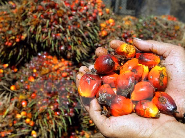 UE e Indonesia inician negociaciones sobre TLC ảnh 1