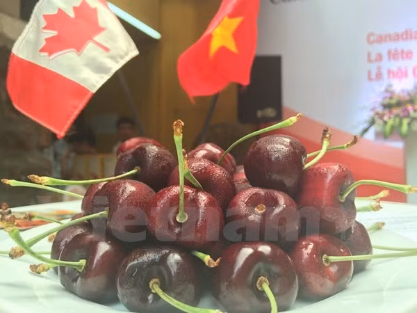 Promueve Canadá exportaciones de cereza en Vietnam ảnh 1 Promueve Canadá exportaciones de cereza en Vietnam ảnh 1