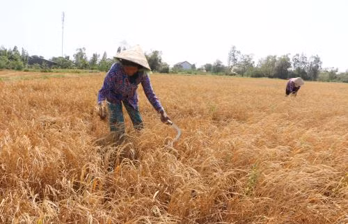 Cambio climático, gran reto para desarrollo sostenible de Delta de río Mekong ảnh 1 Cambio climático, gran reto para desarrollo sostenible de Delta de río Mekong ảnh 1