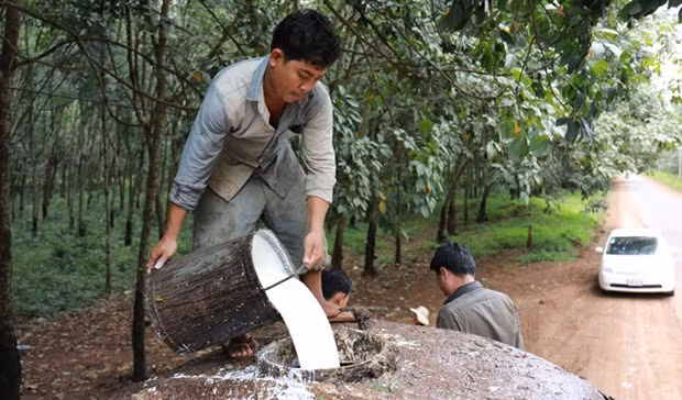 Camboya ingresa monto millonario por exportación de caucho y madera de caucho ảnh 1