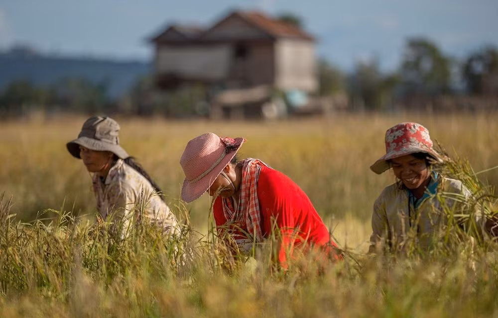 Conflicto Rusia-Ucrania apenas impactará exportaciones de arroz de Camboya ảnh 1