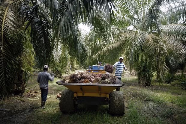 Malasia aumentará la cuota del aceite de palma en el mercado mundial ảnh 1