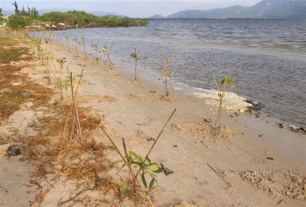 Destinan el 70 por ciento del presupuesto a adaptación al cambio climático en Vietnam ảnh 1