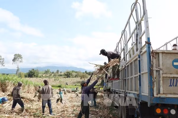 Vietnam prorroga investigación antidumping al azúcar de caña de países sudesteasiáticos ảnh 1