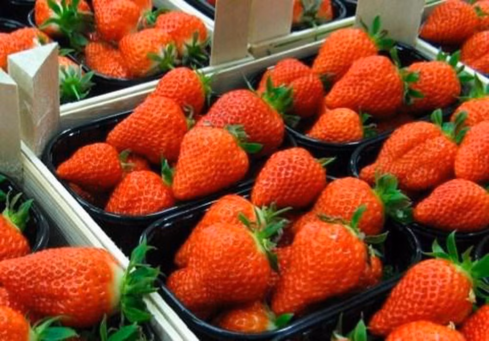 Aspira Corea del Sur a conquistar mercado agrícola de ASEAN ảnh 1