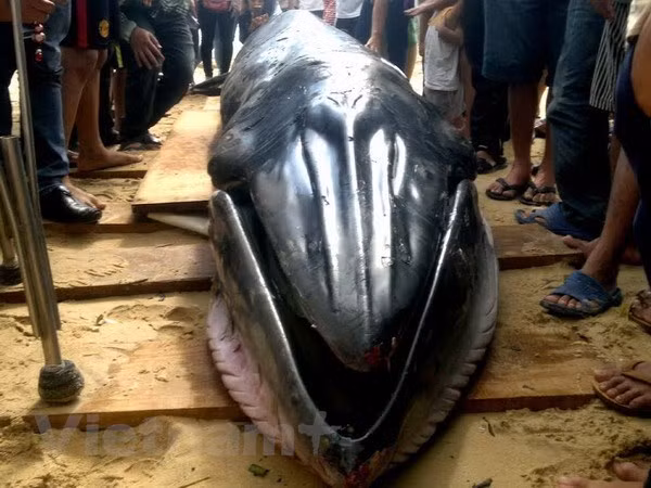 Entierran restos de ballena de 10 toneladas en Bac Lieu ảnh 1