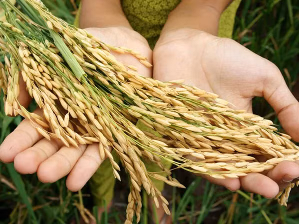 Reforzará Singapur la seguridad alimentaria ảnh 1