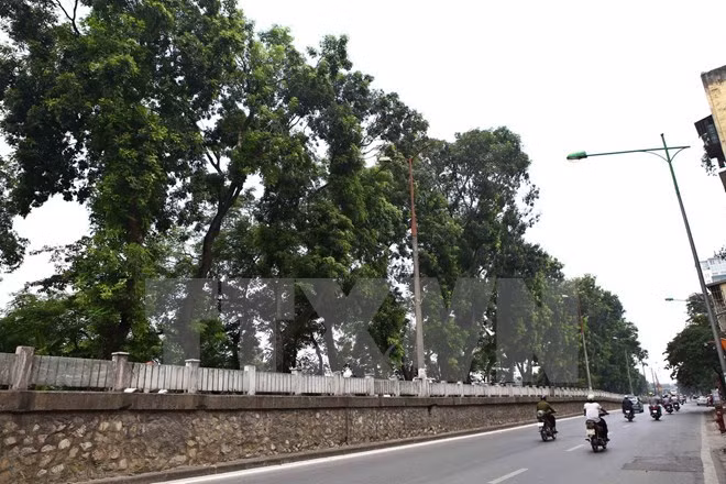 Proyectan plantar en Hanoi 400 mil árboles en 2019 ảnh 1