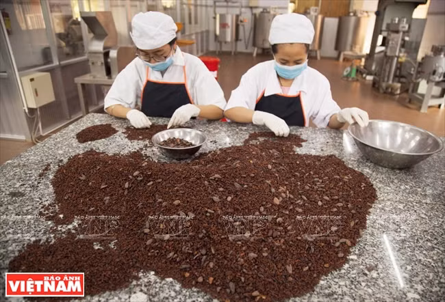 Chocolate hecho en Tien Giang ảnh 3