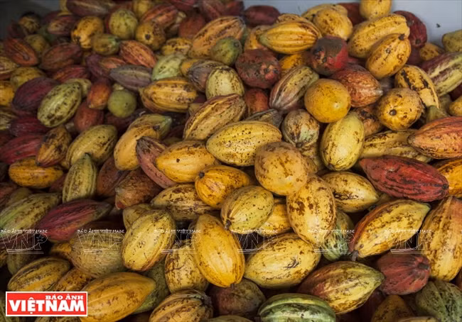 Chocolate hecho en Tien Giang ảnh 2