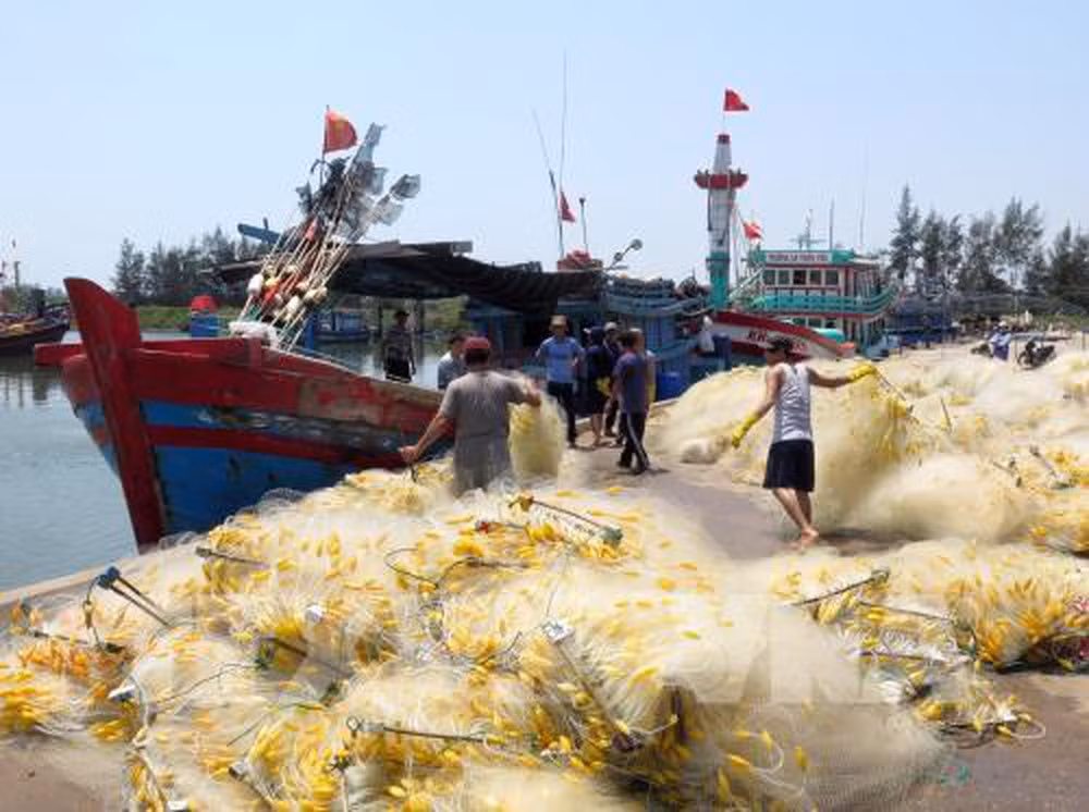 Aldea de procesamiento de mariscos de Sa Huynh en Vietnam ảnh 1 Aldea de procesamiento de mariscos de Sa Huynh en Vietnam ảnh 1