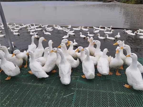 Proyecta empresa conjunta entre Vietnam y Australia potenciar la exportación de carne de pato ảnh 1