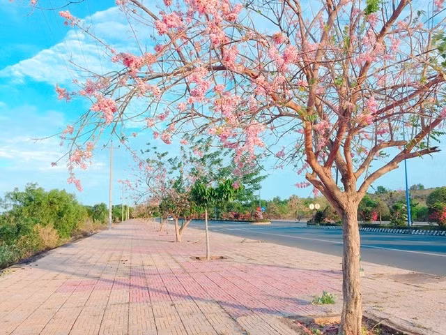 Disfrute de flores primaverales a principios del año ảnh 4