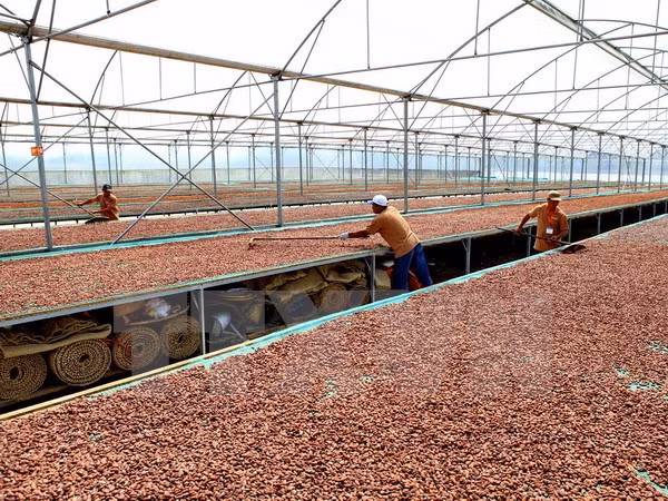 Vietnam y Japón cooperan en producción de chocolate ảnh 1 Vietnam y Japón cooperan en producción de chocolate ảnh 1
