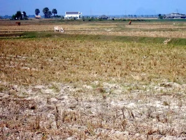  Vietnam acelera prevención contra sequías y salinización ảnh 1