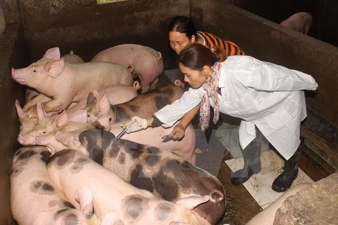 Vietnam estudia vacuna contra fiebre aftosa ảnh 1 Vietnam estudia vacuna contra fiebre aftosa ảnh 1