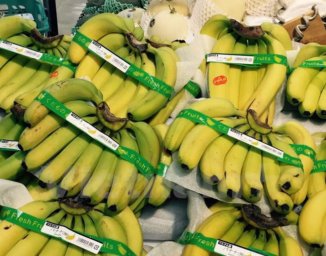 Plátanos vietnamitas son preferidos en mercado de Japón ảnh 1