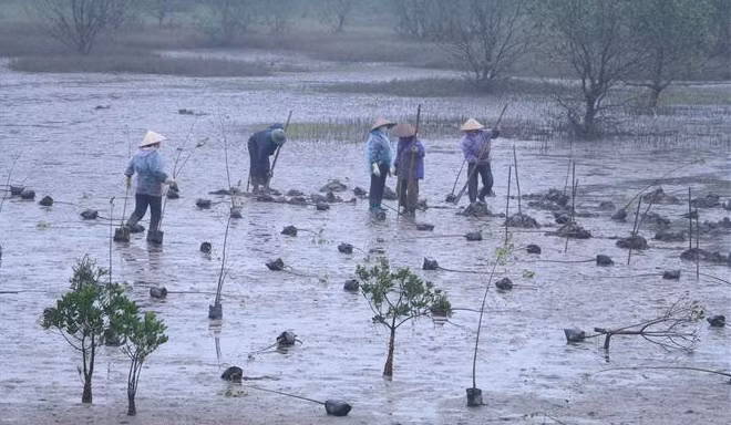 Lanzan proyecto de restauración de manglares en Vietnam financiado por Corea del Sur ảnh 1