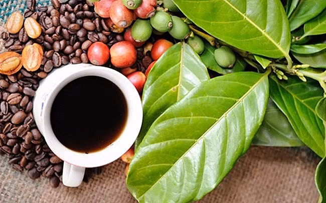 Festival de Café Buon Ma Thuot tendrá lugar en marzo próximo ảnh 1