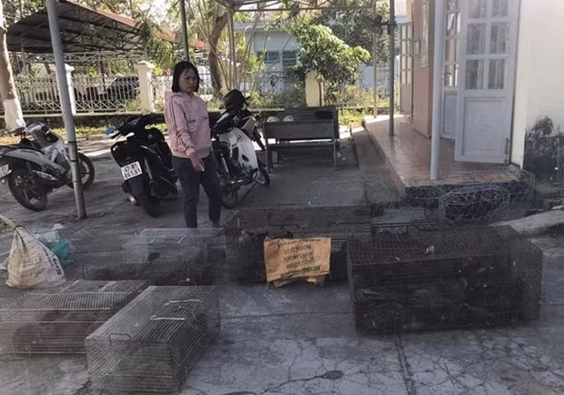 Provincia vietnamita detecta caso de comercio ilegal de animales salvajes ảnh 1