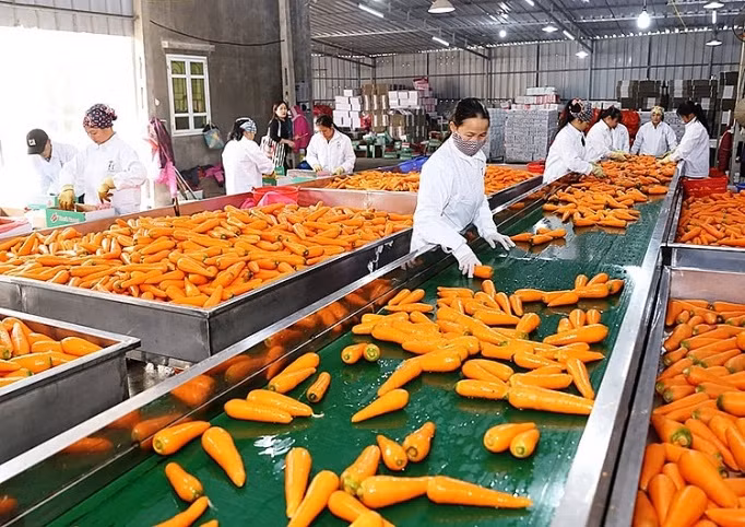 Exportación de verduras y frutas procesadas de Vietnam supera mil millones de USD ảnh 1 Exportación de verduras y frutas procesadas de Vietnam supera mil millones de USD ảnh 1