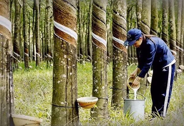 Tailandia, principal exportador de caucho del mundo ảnh 1