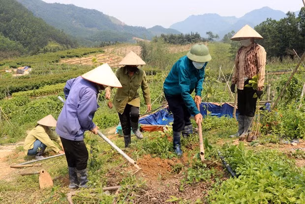 Provincia de Quang Ninh trabaja por preservar áreas boscosas ảnh 1