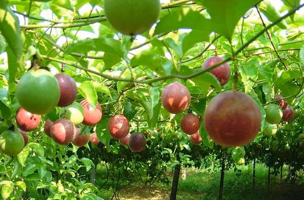 Provincia vietnamita de Dak Lak se prepara para exportar maracuyá a China ảnh 1