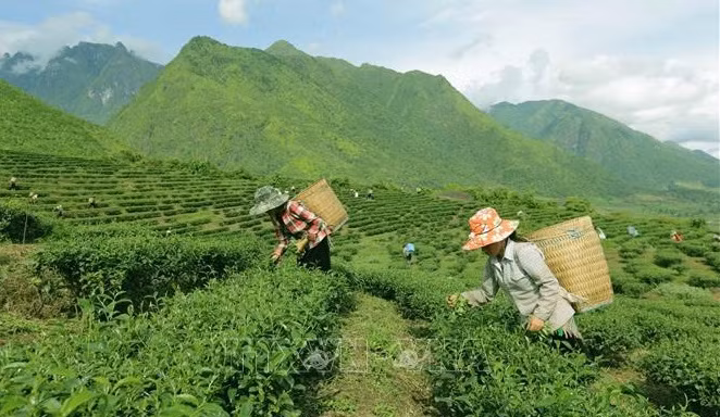 Vietnam, séptimo mayor productor de té en el mundo ảnh 1 Vietnam, séptimo mayor productor de té en el mundo ảnh 1