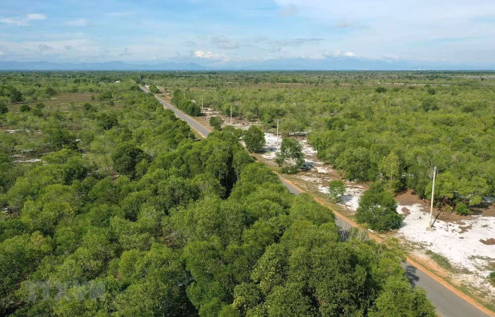 Bosques cubren el 42,02% de superficie total de Vietnam ảnh 1 Bosques cubren el 42,02% de superficie total de Vietnam ảnh 1