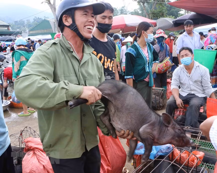  Único mercado de cerdos en la provincia norvietnamita de Lai Chau ảnh 1