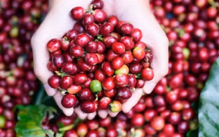 Exportaciones cafeteras de Vietnam crecen 46,2 por ciento ảnh 1 Exportaciones cafeteras de Vietnam crecen 46,2 por ciento ảnh 1