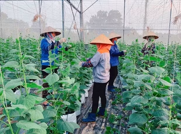Apoyan a los agricultores de la provincia de Bac Ninh en producción agrícola ảnh 1