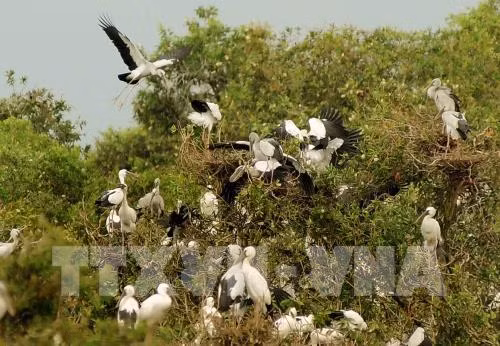 Parque Tram Chim de Vietnam necesita mejor gestión del fuego para conservar ecosistema ảnh 1