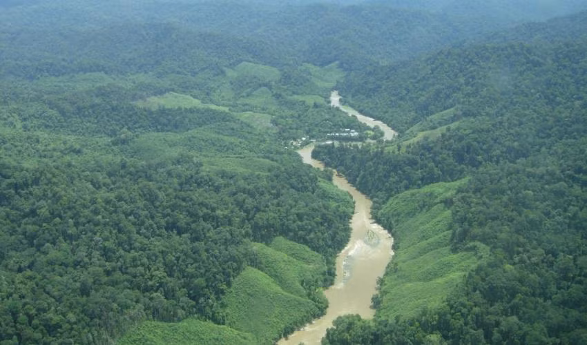 Organizaciones internacionales ofrecen asistencia financiera a Indonesia para reserva forestal ảnh 1